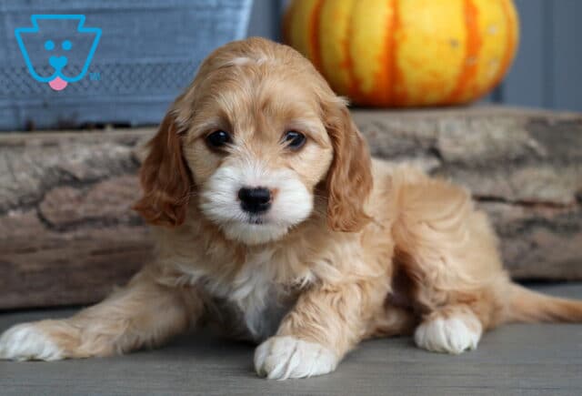 Fluffy cream and apricot Cockapoo puppy lying on the floor with white paws, gazing forward in front of a rustic log and pumpkin image