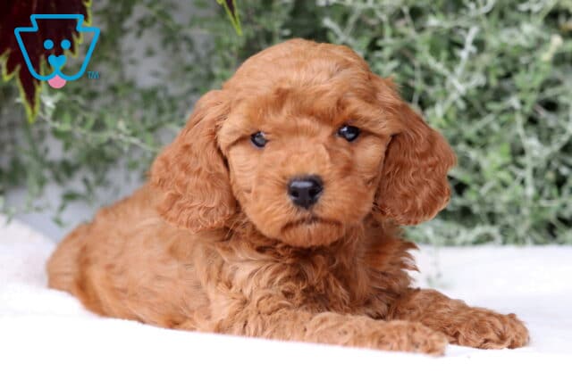 Baby Mini Goldendoodle image