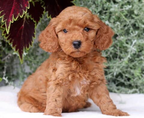 Baby Mini Goldendoodle2
