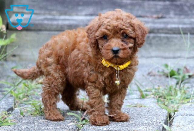 Curly red Toy Poodle puppy with a yellow collar standing on a stone walkway. image