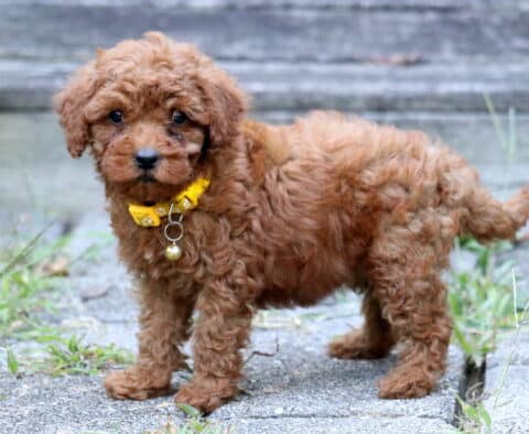 Fluffy red Toy Poodle puppy with a yellow collar and bell standing outdoors on a stone path.