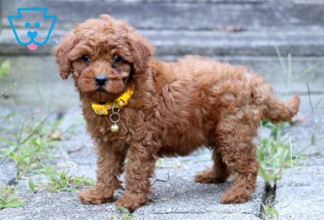 Fluffy red Toy Poodle puppy with a yellow collar and bell standing outdoors on a stone path. image