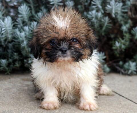 Babycakes Shih Tzu