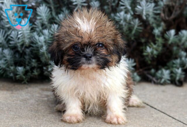 Babycakes Shih Tzu image