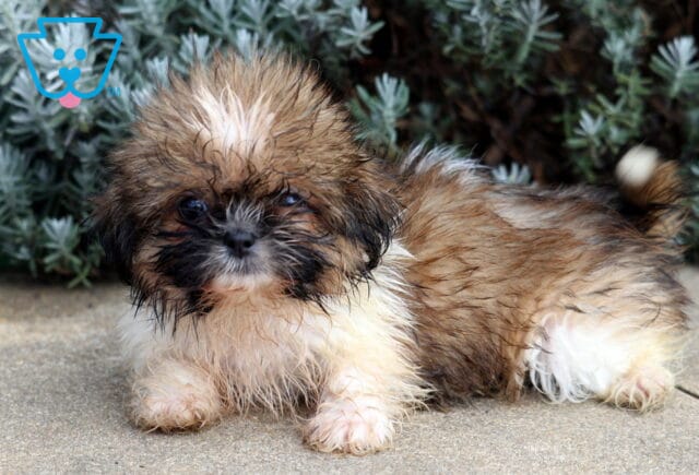 Babycakes Shih Tzu2 image