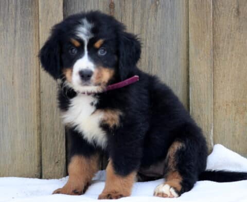 Fluffy Bernese Mountain Dog puppy with tri-color coat sitting in front of a wooden fence.