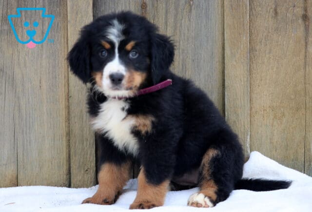 Fluffy Bernese Mountain Dog puppy with tri-color coat sitting in front of a wooden fence. image