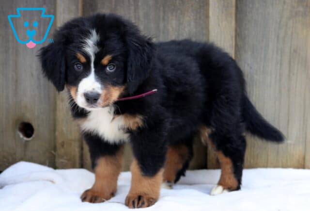 Adorable Bernese Mountain Dog puppy with fluffy black, white, and tan fur standing on a blanket by a wooden fence. image