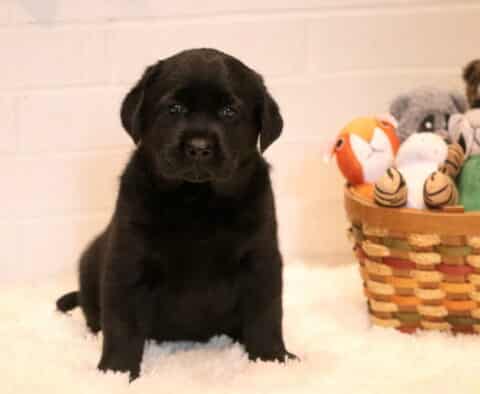 Babydoll Black Lab