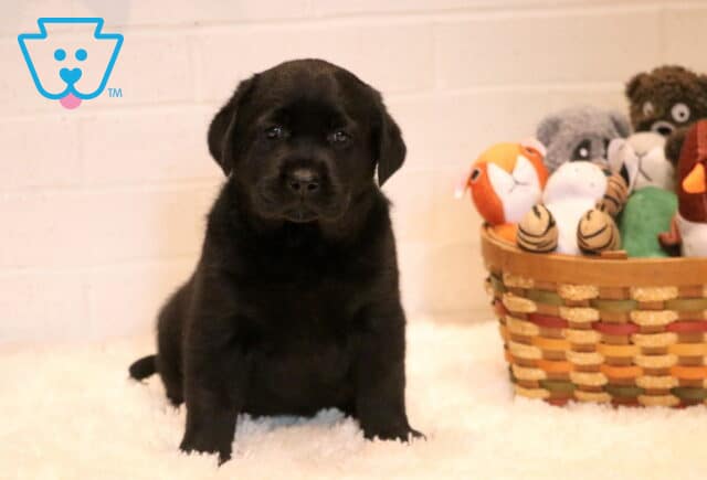 Babydoll Black Lab image