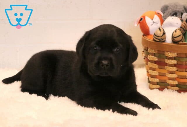 Babydoll Black Lab2 image