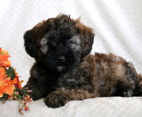 Adorable Mini Whoodle puppy with a fluffy brindle coat and dark face mask lying on a soft blanket beside orange fall flowers and leaves.
