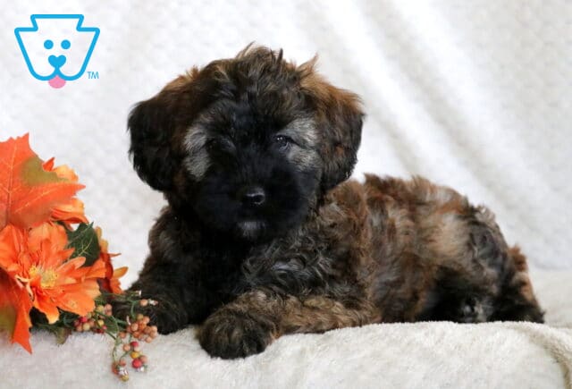 Adorable Mini Whoodle puppy with a fluffy brindle coat and dark face mask lying on a soft blanket beside orange fall flowers and leaves. image