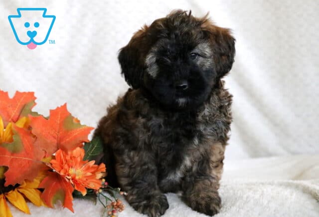 Curly-coated Mini Whoodle puppy with a dark muzzle and lighter tan fur sitting beside autumn leaves and flowers on a soft cream blanket. image