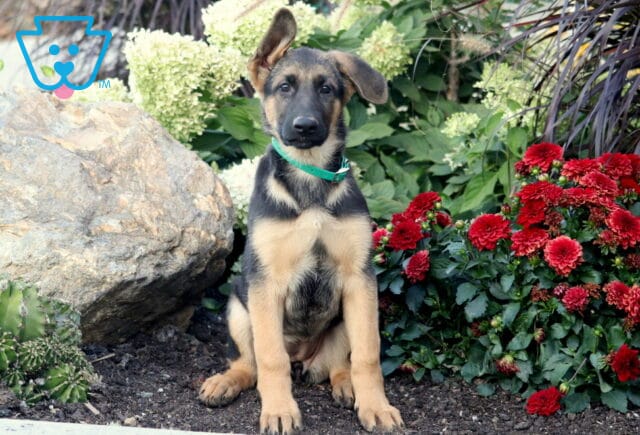 Bailey German image
