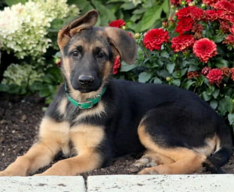 Bailey German2