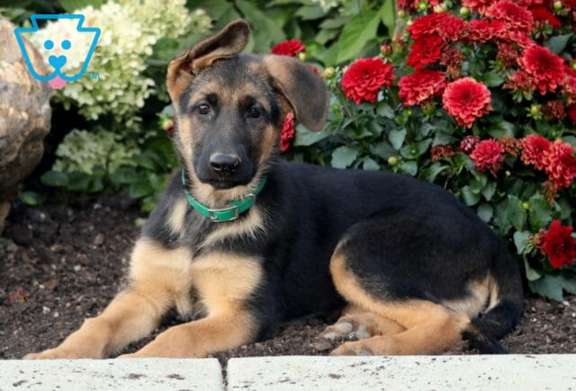 Bailey German2 image