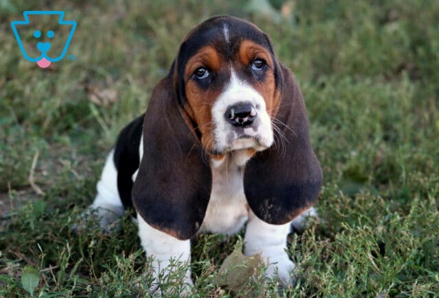 Lovable Basset Hound puppy with droopy eyes and extra-long ears sitting in the grass. image