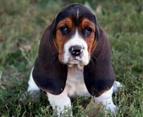 Brown and white Basset Hound puppy with long ears and sad eyes sitting in the grass.