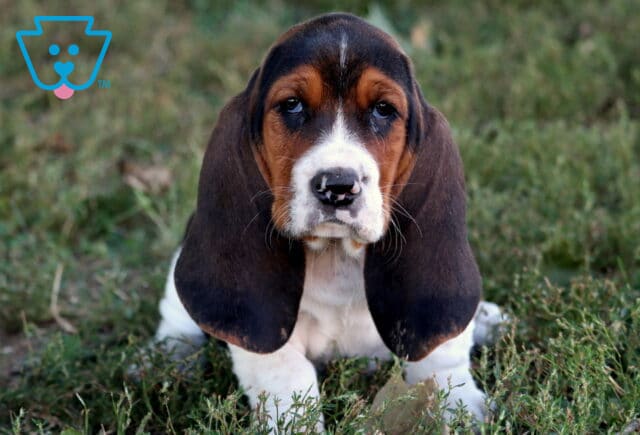 Brown and white Basset Hound puppy with long ears and sad eyes sitting in the grass. image
