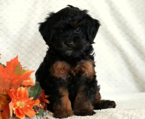 Black Mini Whoodle puppy with tan markings on chest and legs sitting on a blanket beside orange autumn leaves and flowers.