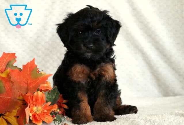 Black Mini Whoodle puppy with tan markings on chest and legs sitting on a blanket beside orange autumn leaves and flowers. image