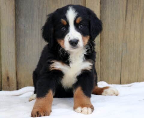 Bean Bernese