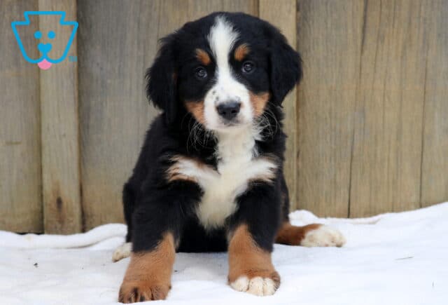 Sweet Bernese Mountain Dog puppy with fluffy black, white, and tan coat sitting on a white blanket against a wooden background. image