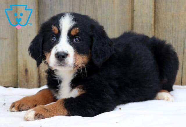 Adorable Bernese Mountain Dog puppy with a fluffy tricolor coat lying down on a white blanket in front of a wooden backdrop. image