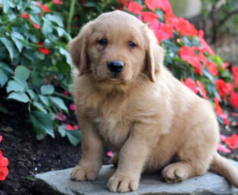 Bear Golden Retriever