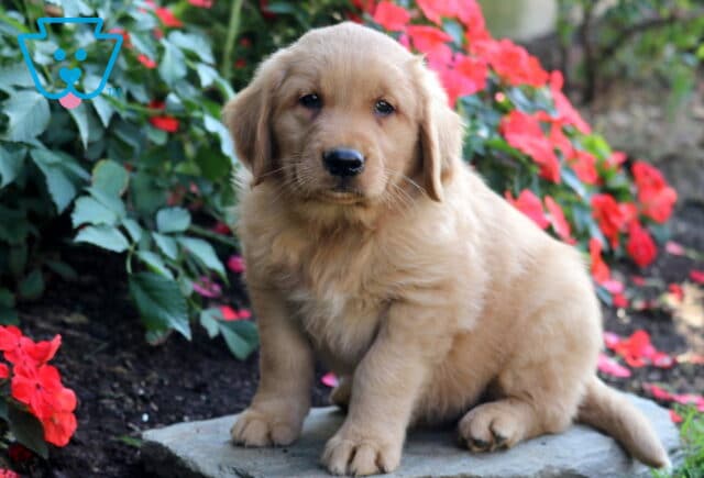 Bear Golden Retriever image