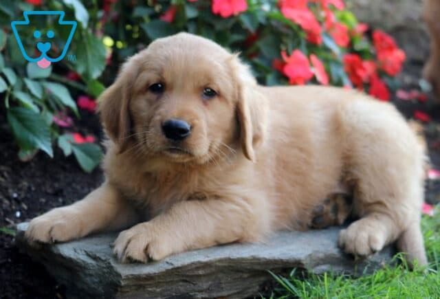 Bear Golden Retriever2 image