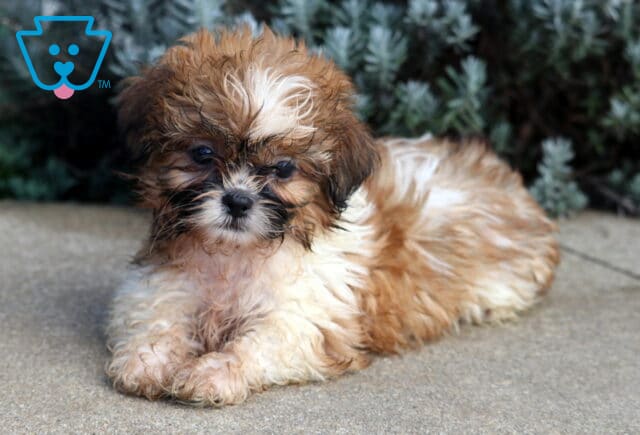 Bear Shih Tzu image