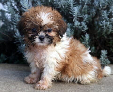 Bear Shih Tzu2