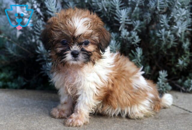 Bear Shih Tzu2 image
