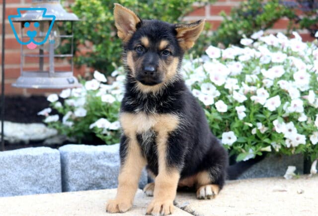 Alert German Shepherd puppy with black and tan fur sits upright on a stone patio in front of white blooming flowers, ears perked and eyes focused on the camera. image