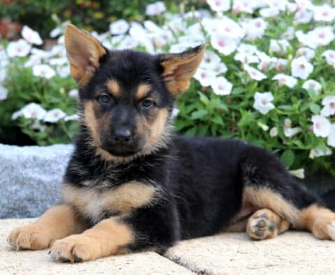 German Shepherd puppy with black and tan fur lies stretched out on a stone patio in front of white flowers, ears perked and eyes focused calmly on the camera.
