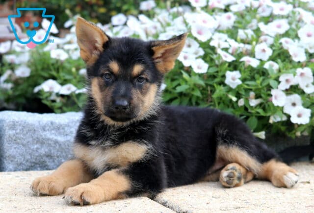 German Shepherd puppy with black and tan fur lies stretched out on a stone patio in front of white flowers, ears perked and eyes focused calmly on the camera. image