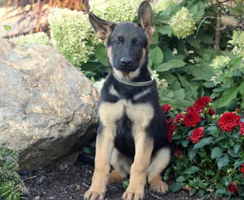 Black and tan German Shepherd puppy sitting upright in a garden with red flowers and large rocks behind it.