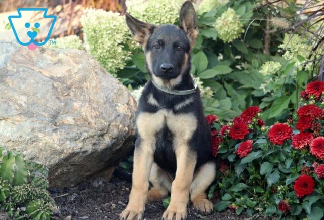 Black and tan German Shepherd puppy sitting upright in a garden with red flowers and large rocks behind it. image