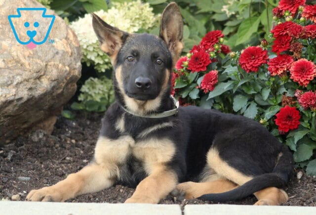 German Shepherd puppy with black and tan coat lying in front of red flowers and garden rocks, looking curious. image