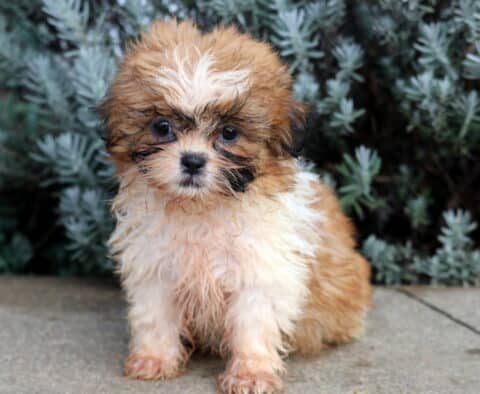 Becca Shih Tzu