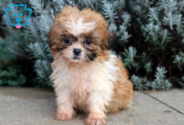 Becca Shih Tzu image