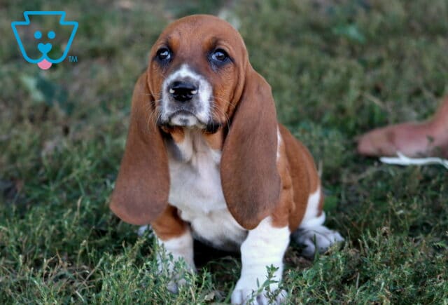 Sweet Basset Hound puppy with long floppy ears and big dark eyes sitting in the grass. image
