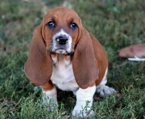 Brown and white Basset Hound puppy with floppy ears and gentle eyes sitting in the grass.