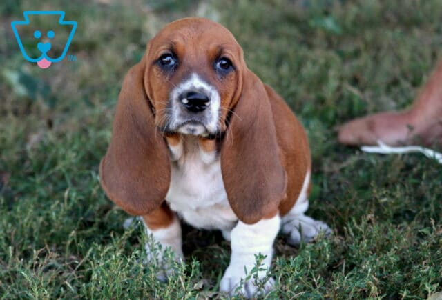 Brown and white Basset Hound puppy with floppy ears and gentle eyes sitting in the grass. image