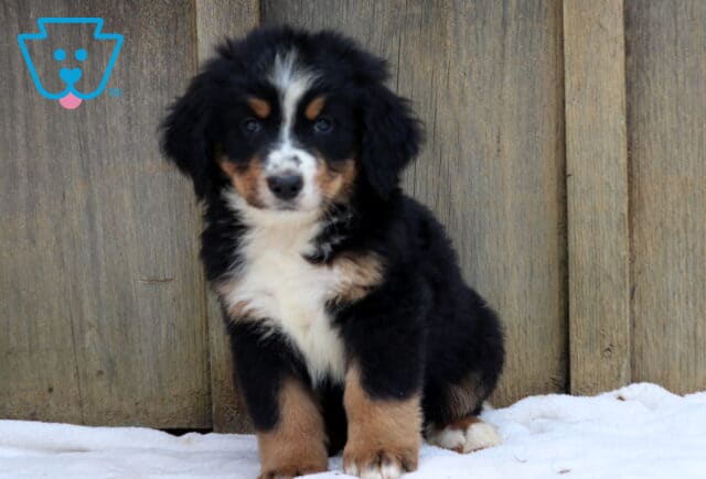 Sweet Bernese Mountain Dog puppy standing on a white blanket in front of a wooden fence, showing off its fluffy tri-color coat. image