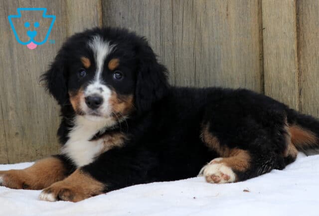 Fluffy Bernese Mountain Dog puppy laying on a white blanket with front paws crossed in front of a wooden fence. image