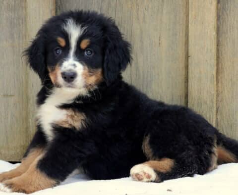 Bernese Mountain Dog puppy laying on a white blanket against a wooden fence, gazing forward with a calm expression.