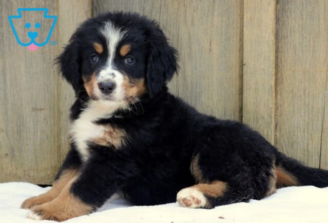 Bernese Mountain Dog puppy laying on a white blanket against a wooden fence, gazing forward with a calm expression. image